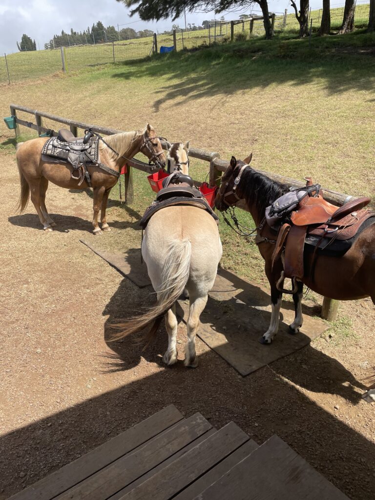 ハワイ島　乗馬
