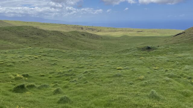 ハワイ島 カフア牧場