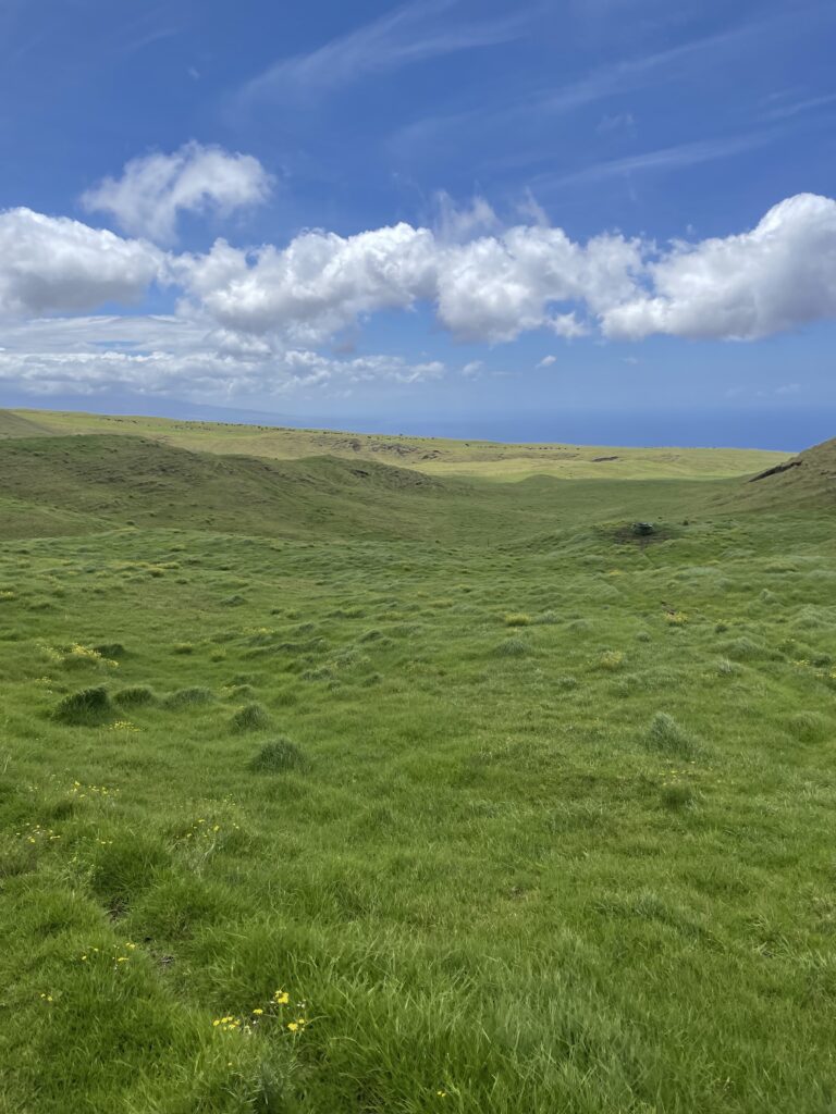 ハワイ島 カフア牧場